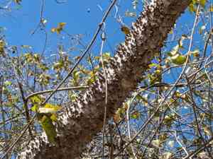 Sandbox trees (Hura)(Hura)