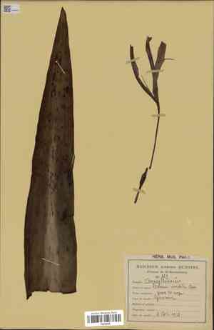 Poison Bulb(Crinum amabile)