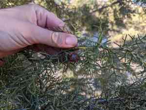 Arizona cypress(Cupressus arizonica)