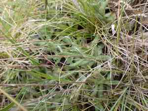 Scaly-buttons(Leptorhynchos squamatus)