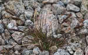 Spiked oatgrass(Trisetum spicatum)