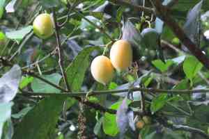 Saptrees (Garcinia)(Garcinia)