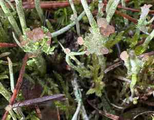 Smooth horn lichen(Cladonia gracilis)