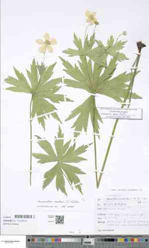 Canadian anemone(Anemonidium canadense)