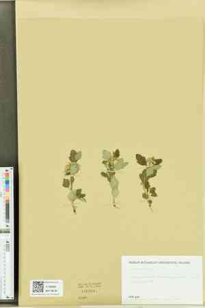 Ninebarks (Physocarpus)(Physocarpus)