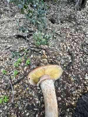 Honey fungus(Armillaria mellea)