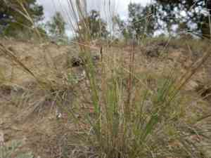 Aristida longiseta(Aristida longiseta)