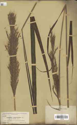 Short-beard plumegrass(Saccharum brevibarbe)