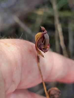 Large flying duck orchid(Caleana major)