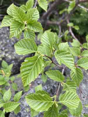 Dwarf white birch(Betula minor)