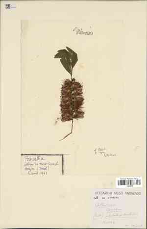 Gray bottlebrush(Callistemon speciosus)