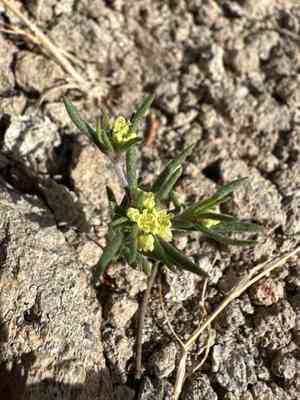 Wirestem buckwheat(Eriogonum pharnaceoides)
