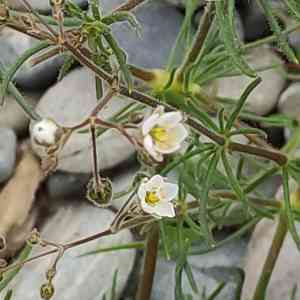 Spurrys (Spergula)(Spergula)