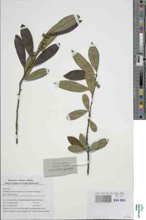 Cockspur thorn(Cudrania cochinchinensis)
