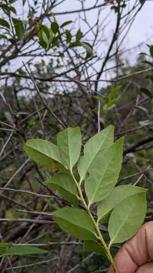 Sea bilberry(Vaccinium bracteatum)