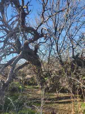 Velvet mesquite(Prosopis velutina)