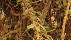 Snakeferns (Microgramma)(Microgramma)