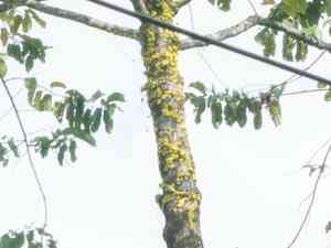 Dischidia (Dischidia)(Dischidia)