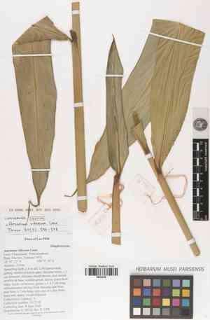 Tavoy cardamom(Amomum villosum)