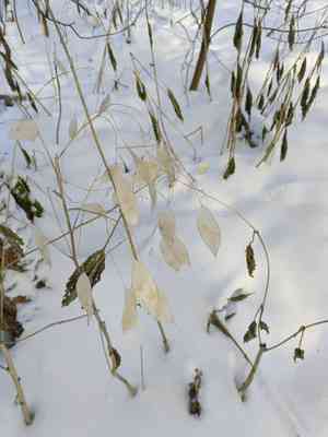 Honesties (Lunaria)(Lunaria)