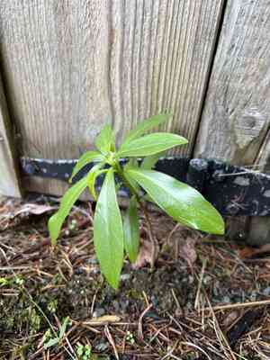 Daphnes (Daphne)(Daphne)