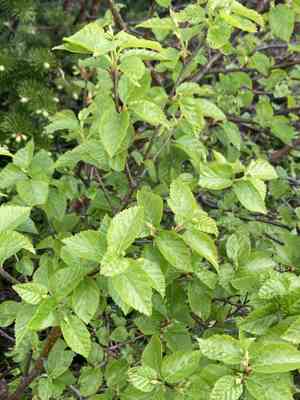 Dwarf white birch(Betula minor)