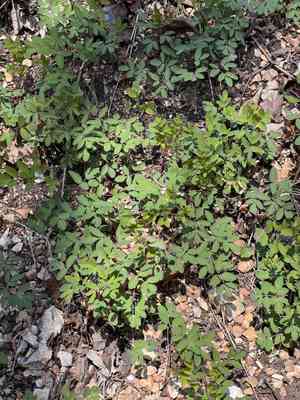 Taenidia (Taenidia)(Taenidia)