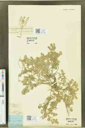 Alyssum tortuosum(Alyssum tortuosum)