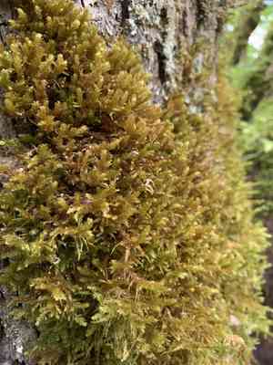 Menzies' metaneckera moss(Metaneckera menziesii)