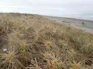 Spinifex (Spinifex)(Spinifex)