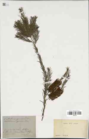 Gray bottlebrush(Callistemon speciosus)