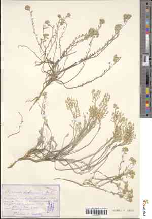 Alyssum tortuosum(Alyssum tortuosum)