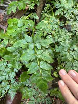 Water dropworts (Oenanthe)(Oenanthe)