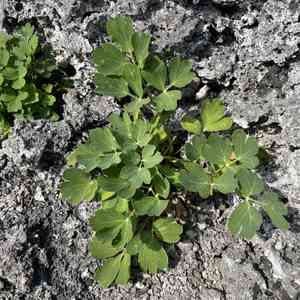 Peucedanum (Peucedanum)(Peucedanum)