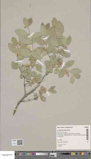 Blue-leaf honeysuckle(Lonicera korolkowii)