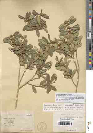 Bodinier's boxwood(Buxus bodinieri)