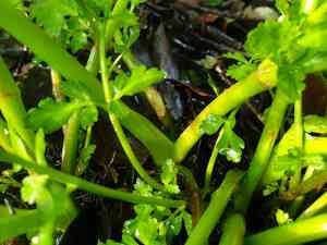 Water dropworts (Oenanthe)(Oenanthe)