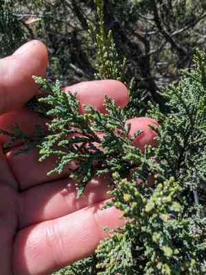 Shasta cypress(Cupressus macnabiana)