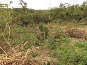 Pandans (Pandanus)(Pandanus)