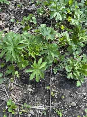 Glade Mallow (Napaea)(Napaea)