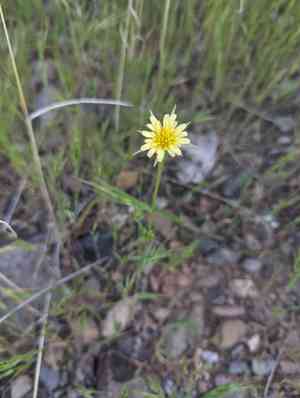 Lindleys silverpuffs(Microseris lindleyi)