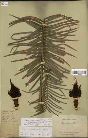 Cycas pectinata(Cycas pectinata)