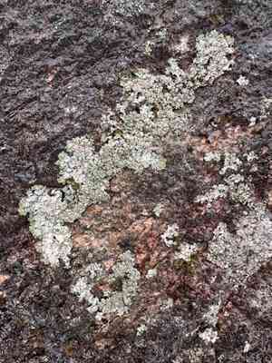 Salted shield lichen(Parmelia saxatilis)