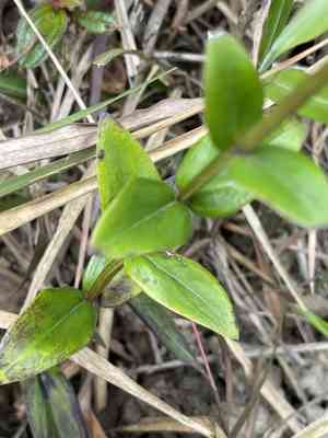 Starviolets (Hedyotis)(Hedyotis)