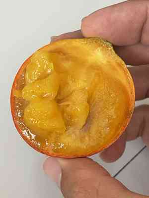 Salacia (Salacia)(Salacia)