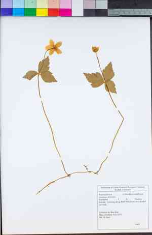 Columbian windflower(Anemone deltoidea)