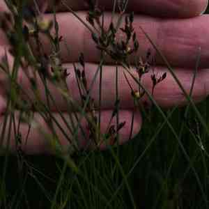 Saltmeadow rush(Juncus gerardii)