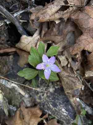 Blue windflower(Anemone oregana)