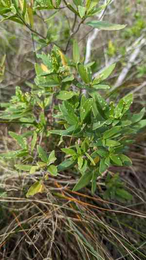 Marsh elders (Iva)(Iva)