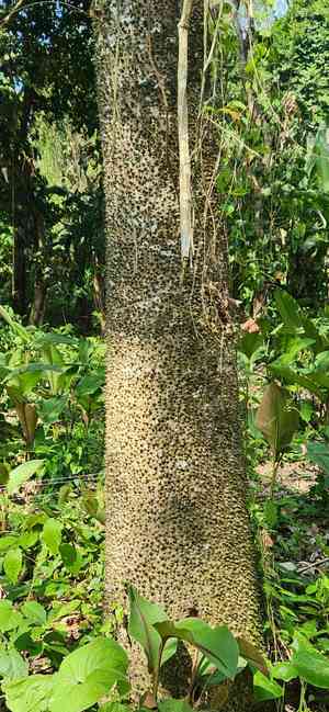 Sandbox trees (Hura)(Hura)